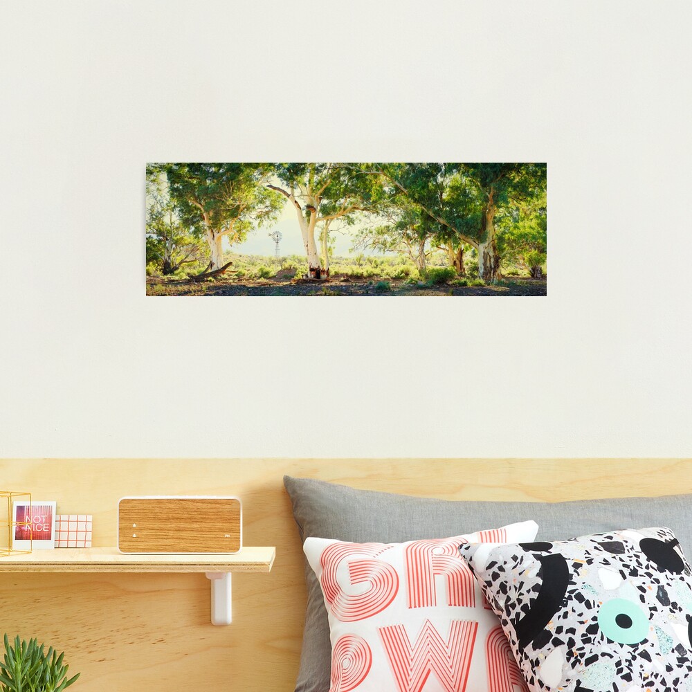 River Gums, Flinders Ranges, South Australia Photographic Print
