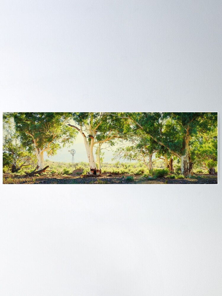 Alternate view of River Gums, Flinders Ranges, South Australia Poster