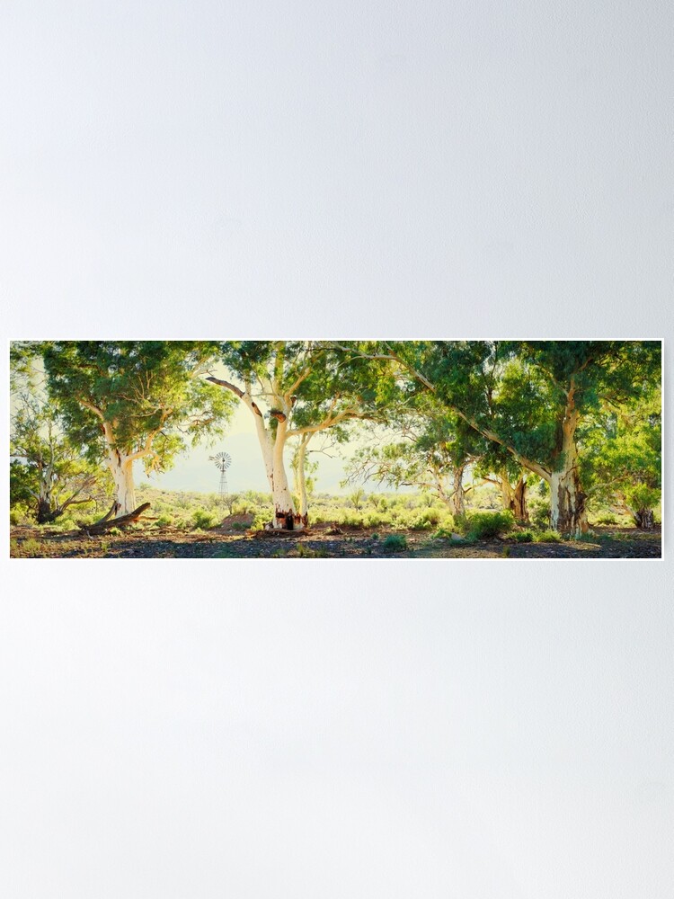 Alternate view of River Gums, Flinders Ranges, South Australia Poster