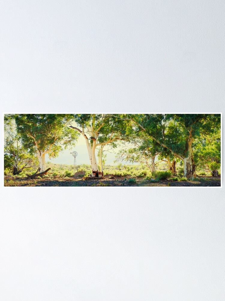 Alternate view of River Gums, Flinders Ranges, South Australia Poster