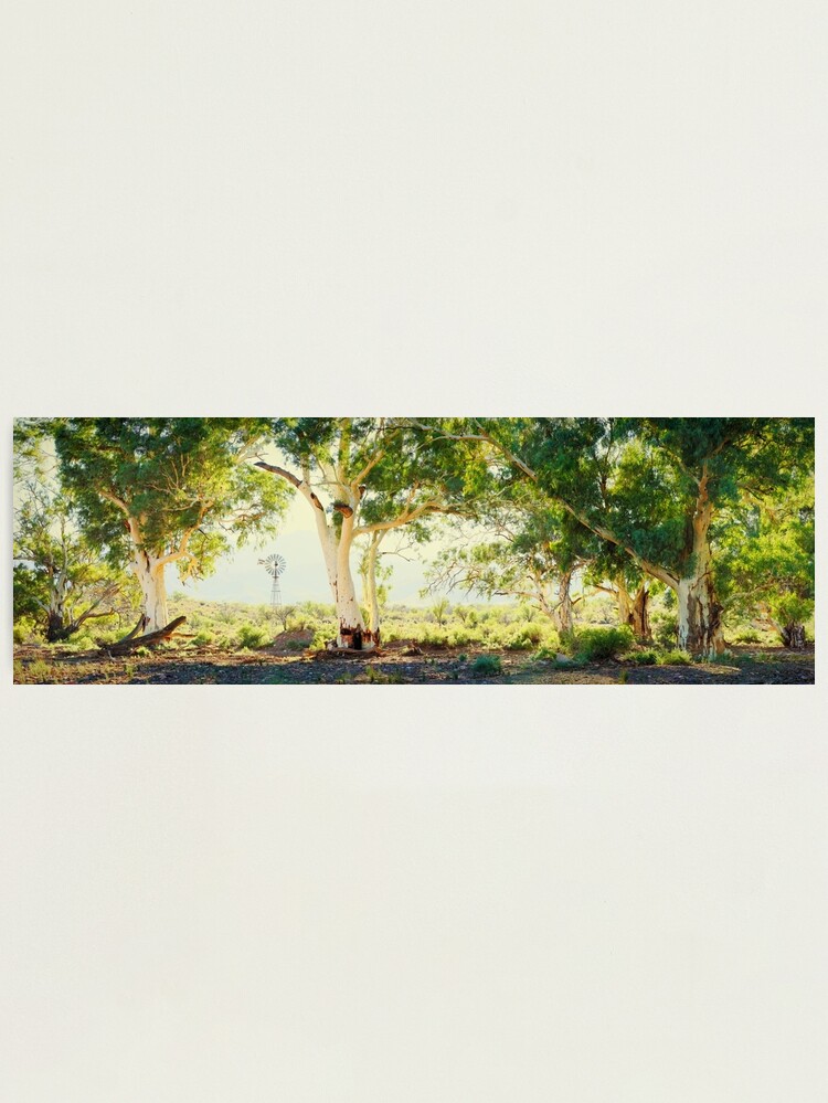 Alternate view of River Gums, Flinders Ranges, South Australia Photographic Print