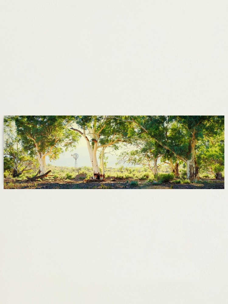Alternate view of River Gums, Flinders Ranges, South Australia Photographic Print
