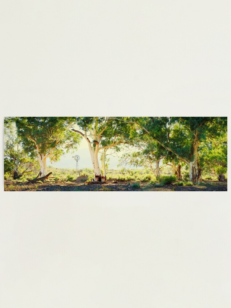 Alternate view of River Gums, Flinders Ranges, South Australia Photographic Print