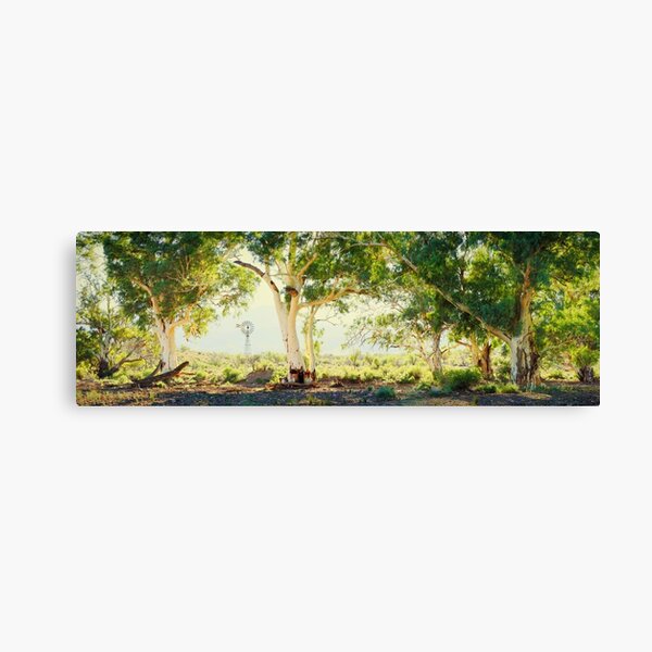 River Gums, Flinders Ranges, South Australia Canvas Print