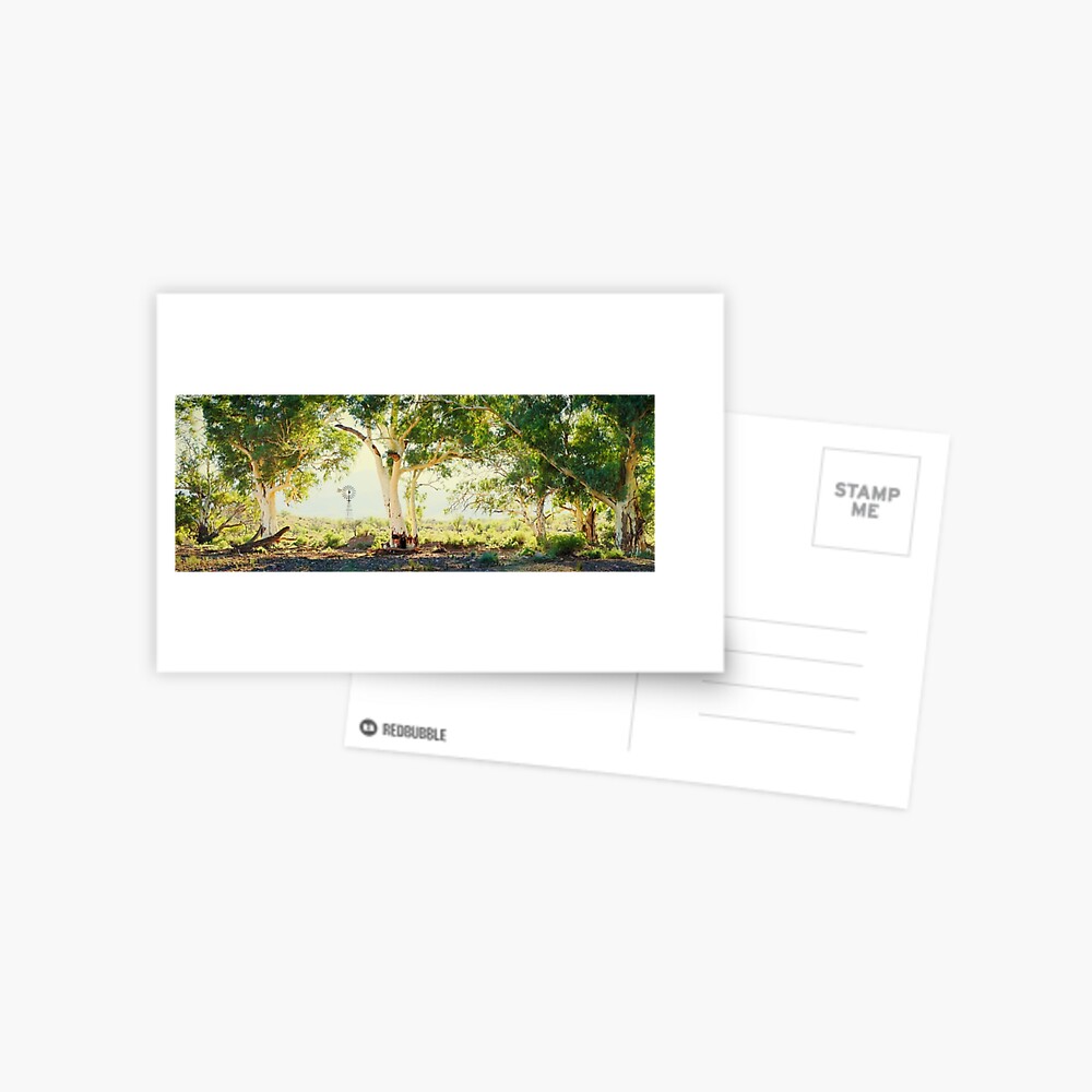 River Gums, Flinders Ranges, South Australia Postcard