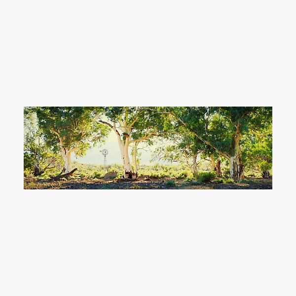 River Gums, Flinders Ranges, South Australia Photographic Print