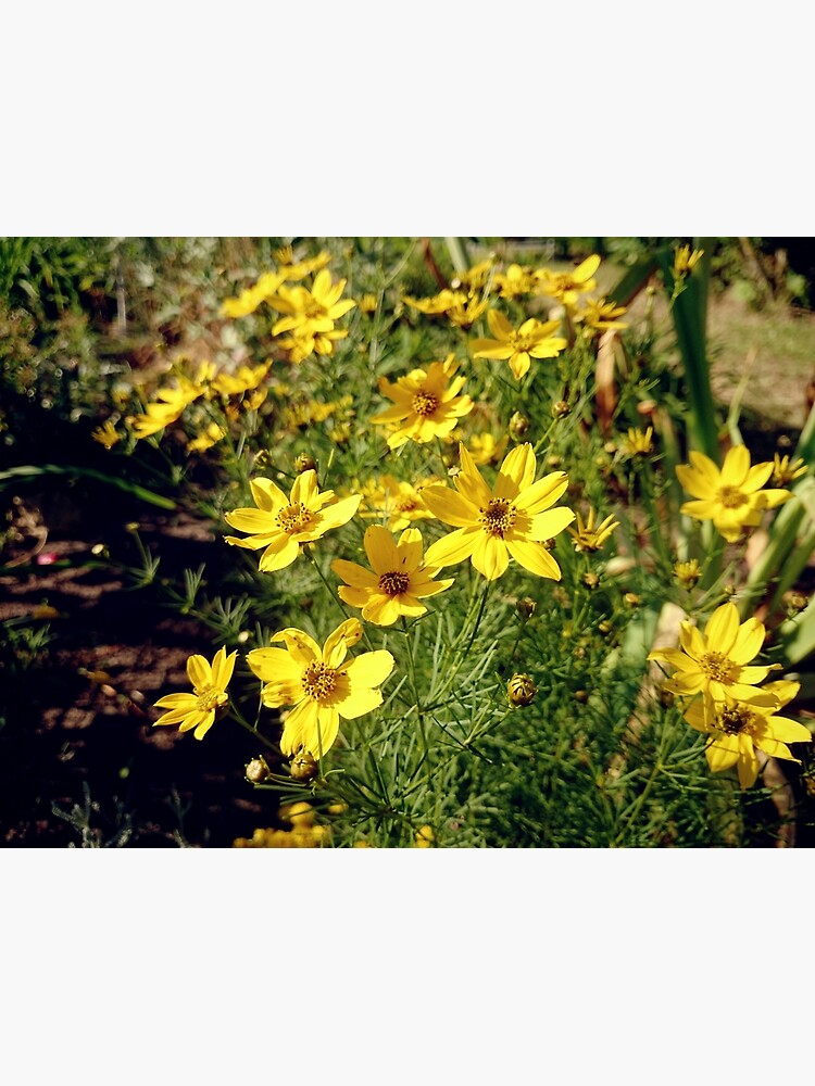 Blüten in Gelb von Gourmetkater