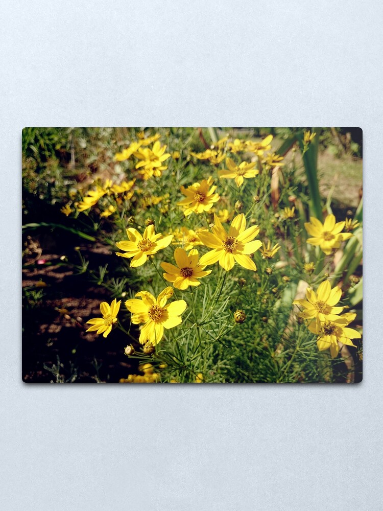 Alternative Ansicht von Blüten in Gelb Metallbild
