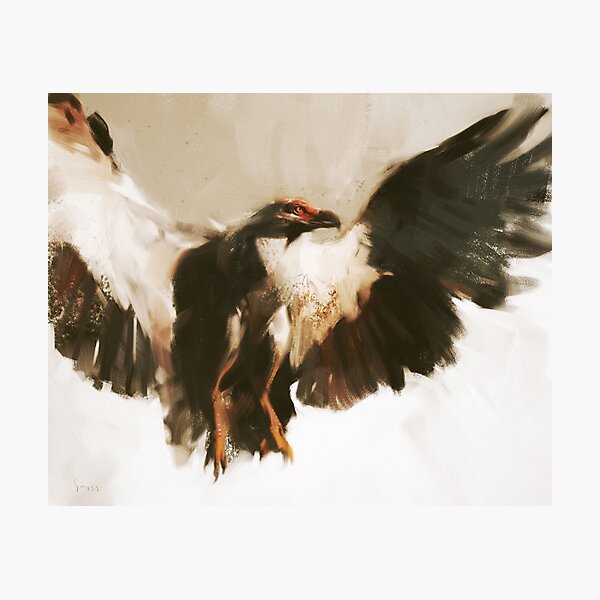 Vulture Photographic Print