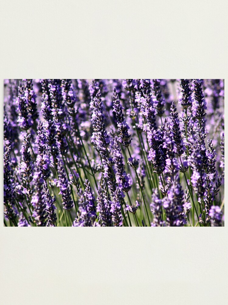 Alternate view of Lavendar I Photographic Print