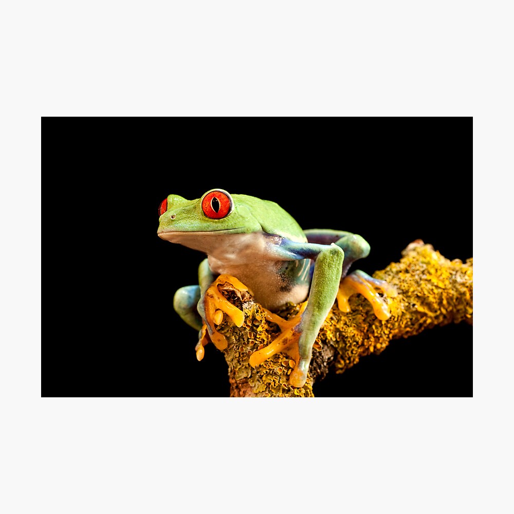 Laubfrosch in einer Blüte 3 -D red-eyed tree frog Ansichtskarte: Rotaugen 