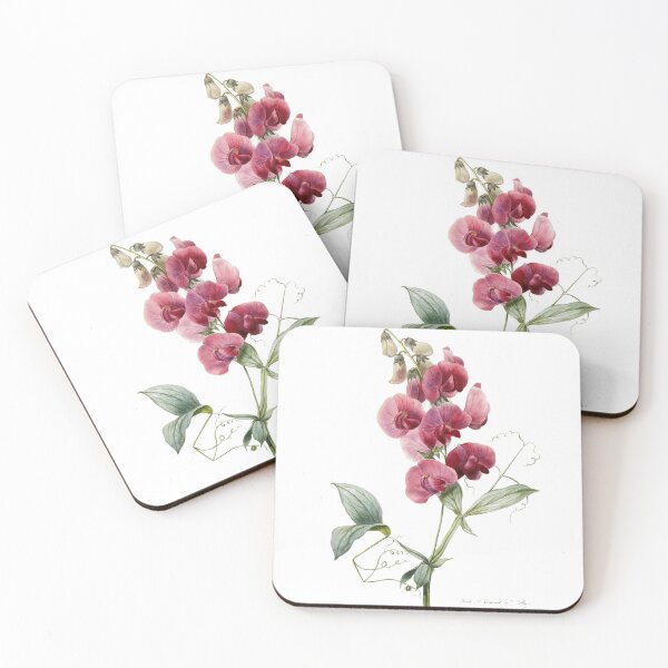 Item preview, Sweetpea Flower Botanical Scientific Illustration designed and sold by BoldDuck.