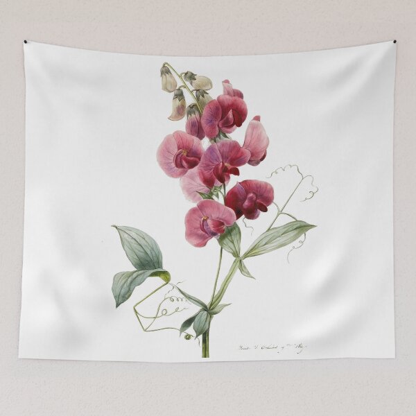 Item preview, Sweetpea Flower Botanical Scientific Illustration designed and sold by BoldDuck.