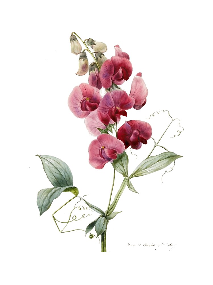 Sweetpea Flower Botanical Scientific Illustration