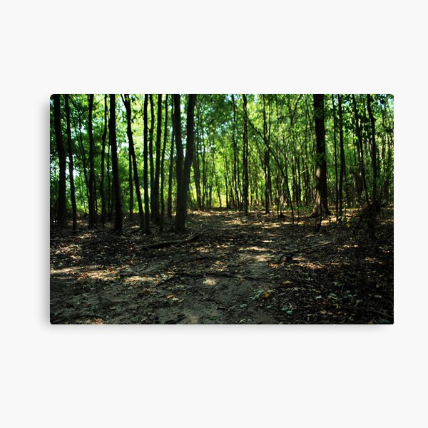 dappled in Light Canvas Print