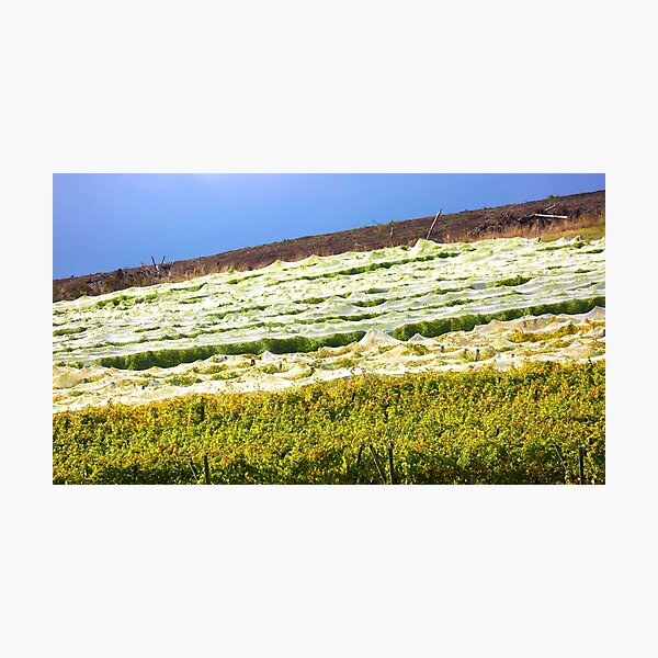 Item preview, Vineyard designed and sold by Travelling Photo.