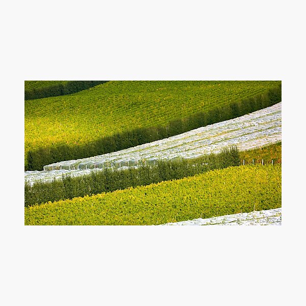 Item preview, Vineyard designed and sold by Travelling Photo.