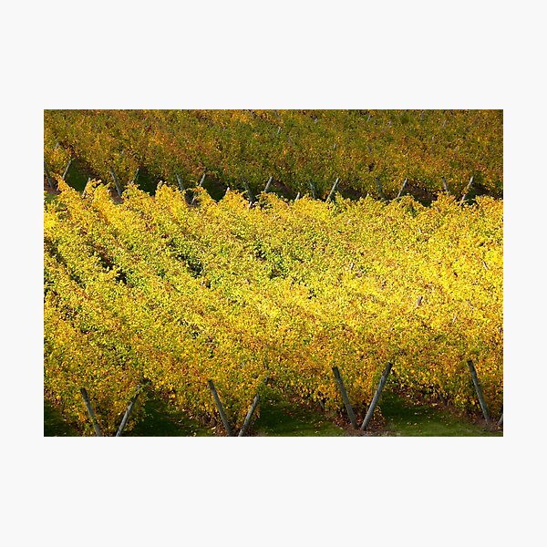 Item preview, Vineyard designed and sold by Travelling Photo.