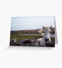 Connemara Pony Greeting Card