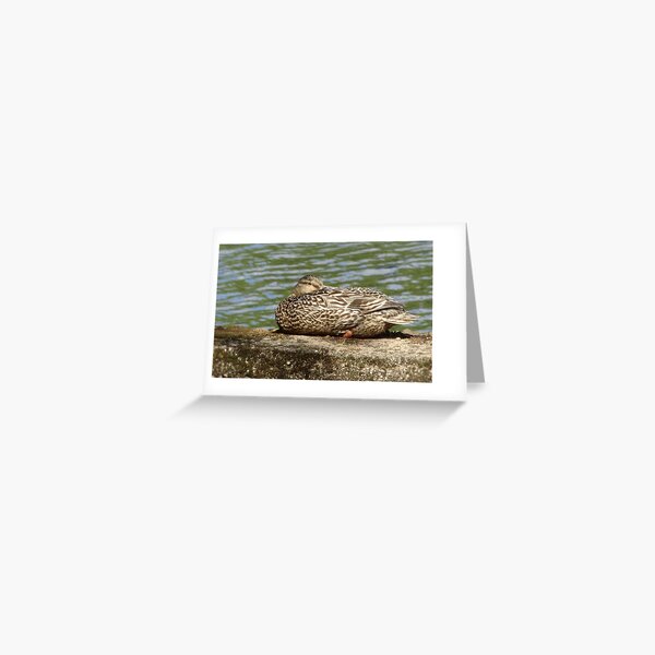 Sleeping Female Mallard Duck on the Concord River Greeting Card