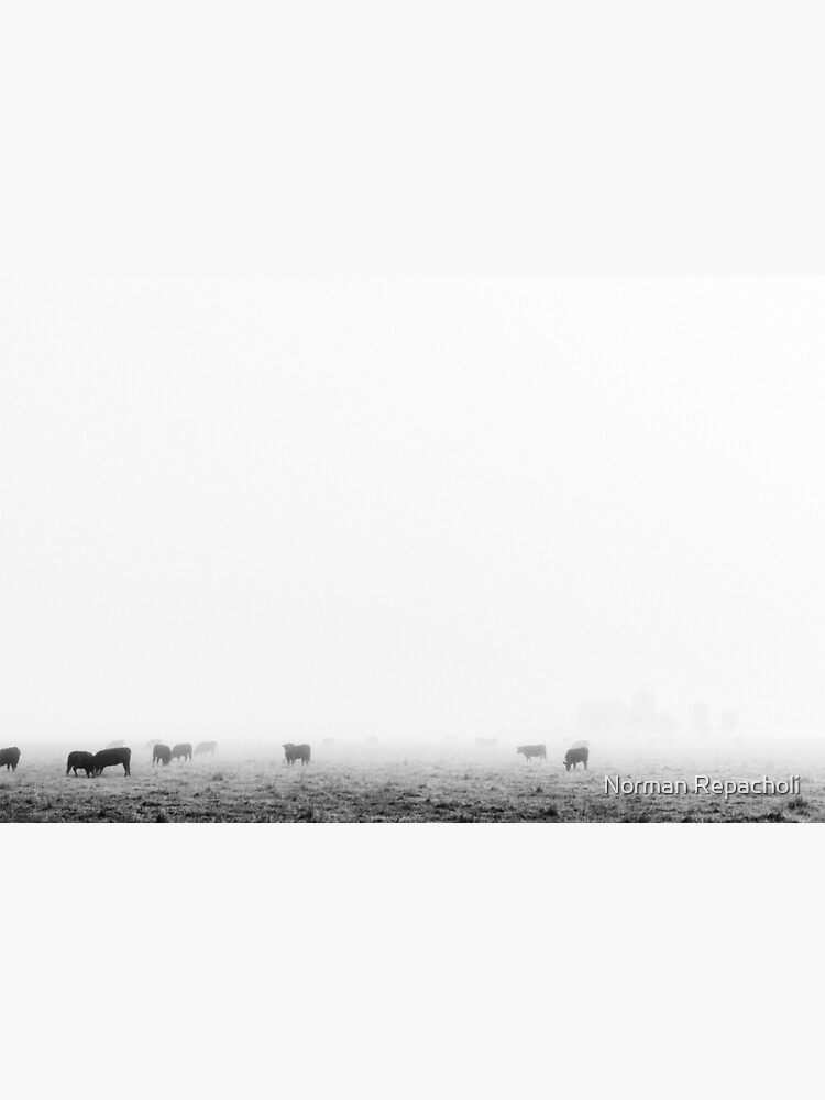 Grazing in the fog - Gippsland by keystone