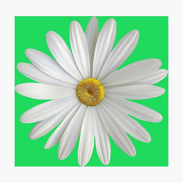Daisy Photographic Print