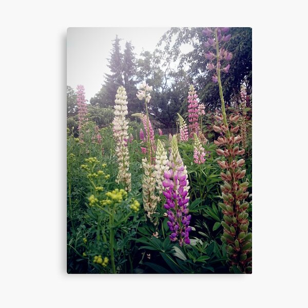 Lupinen Leinwanddruck