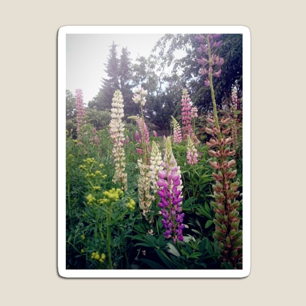 Lupinen Magnet
