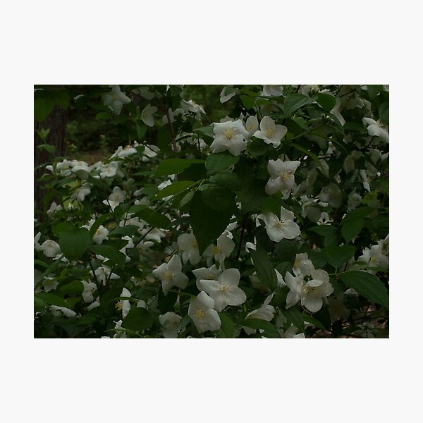 Item preview, White Flowers at Zilker Gardens designed and sold by Texanbratt.