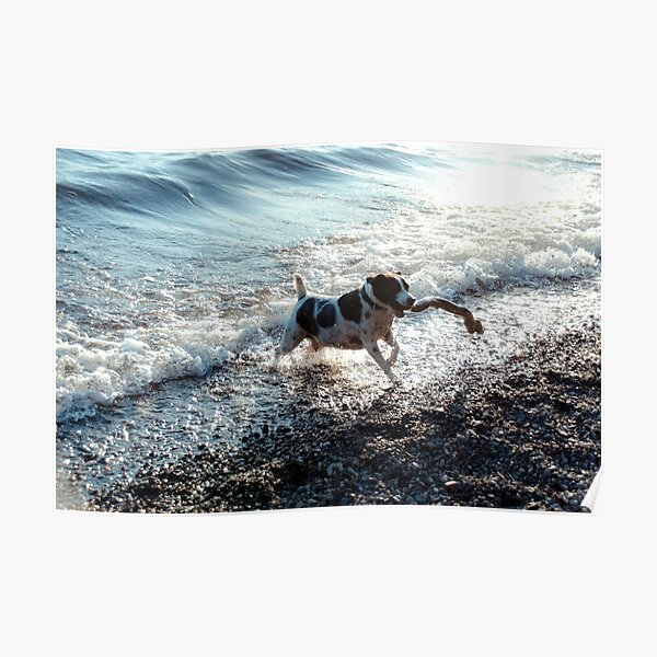 a great day for swimming Poster