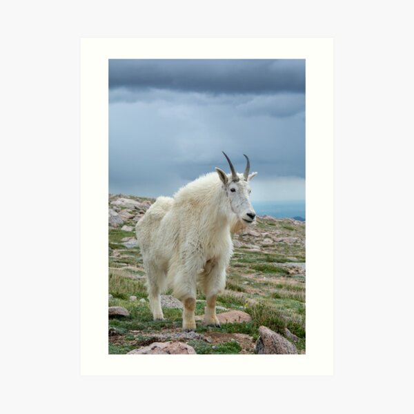 Mountain Goat on Mount Evans Art Print