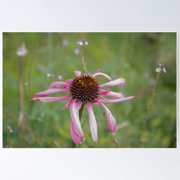 Item preview, Lonely Beautiful designed and sold by Clare Colins.