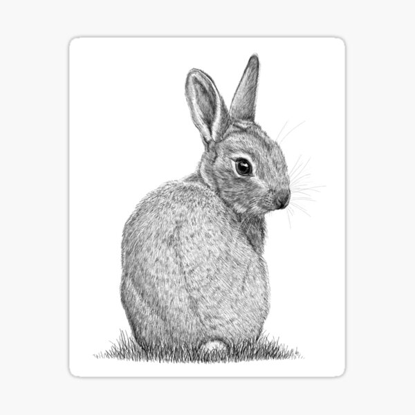 Baby bunny of Norfolk Sticker