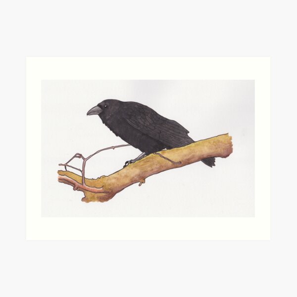 Hugin- raven Art Print
