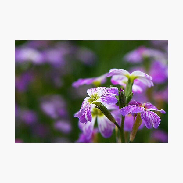 Blossoms Photographic Print