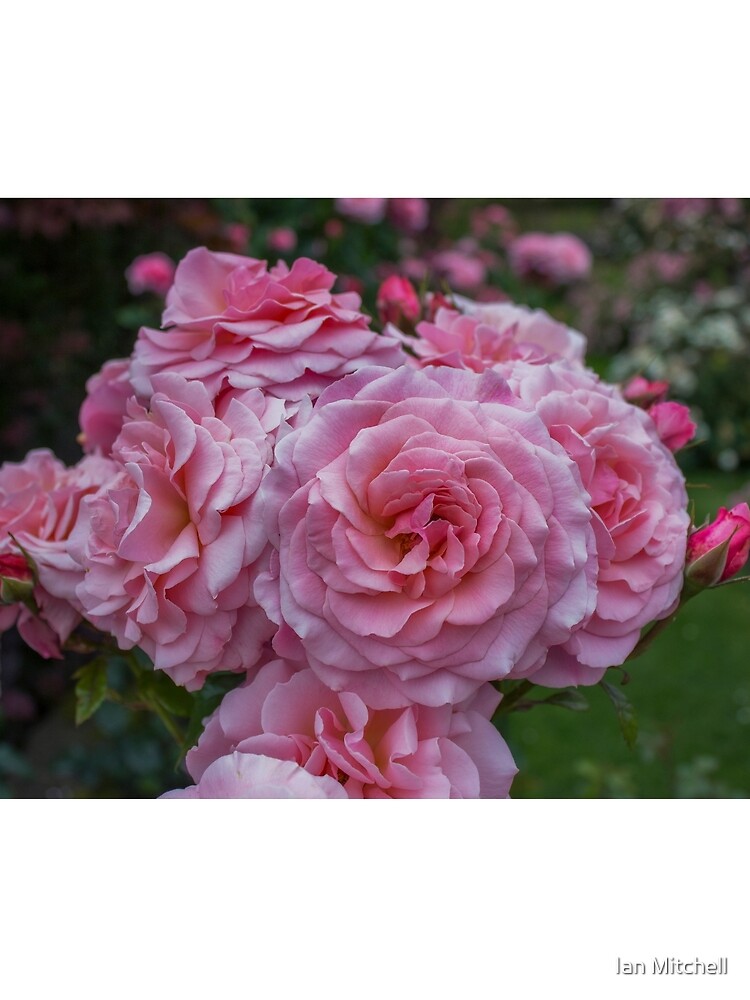 Thumbnail 3 of 3, Scarf, Pink Roses designed and sold by MitchellAK.