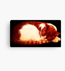 Warm Sleeping Kitten Curled Up Canvas Print