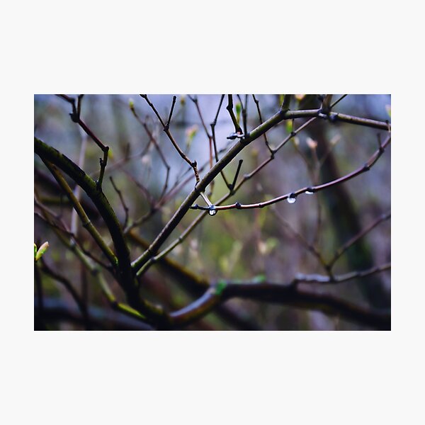 Photographic Print