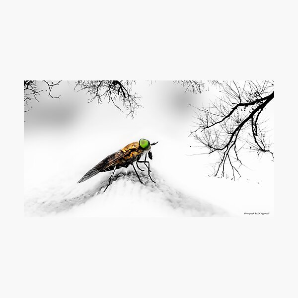 Item preview, Insect art 01 designed and sold by kevin Chippindall.