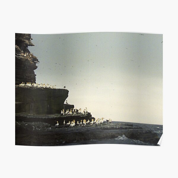 Gannet Colony on Noss, Shetland Islands Poster