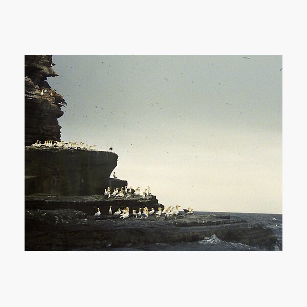 Item preview, Gannet Colony on Noss,  Shetland Islands  designed and sold by Bev Pascoe.