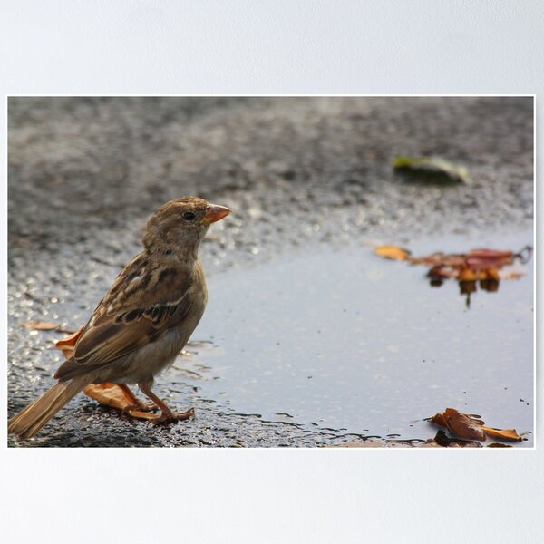 Item preview, Female House Sparrow designed and sold by Trena Puckett.