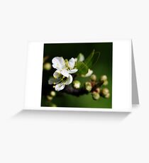 Blossoming Greeting Card