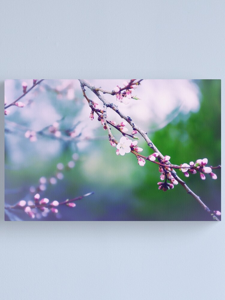 Thumbnail 1 of 3, Canvas Print, Sakura (3) designed and sold by Mallorn.