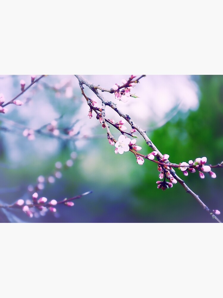 Thumbnail 3 of 3, Canvas Print, Sakura (3) designed and sold by Mallorn.