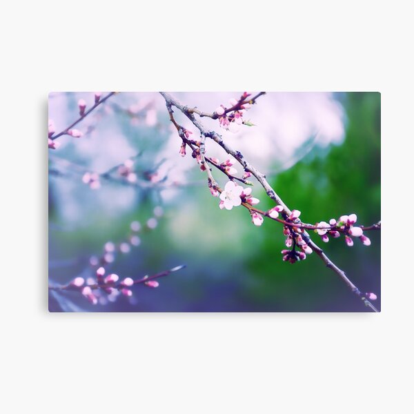 Sakura (3) Canvas Print