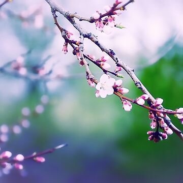 Artwork thumbnail, Sakura (3) by Mallorn