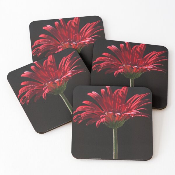 Item preview, the first springtime gerbera designed and sold by Clare Colins.