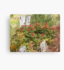 Mountain Ash Canvas Print