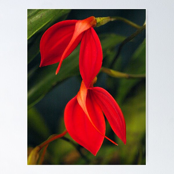 Item preview, Masdevallia Orchids   designed and sold by Bev Pascoe.